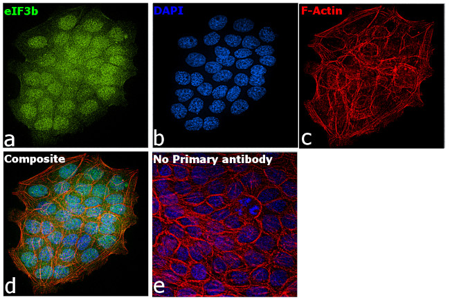 eIF3b Antibody in Immunocytochemistry (ICC/IF)