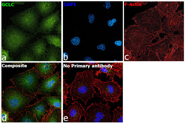 GCLC Antibody in Immunocytochemistry (ICC/IF)