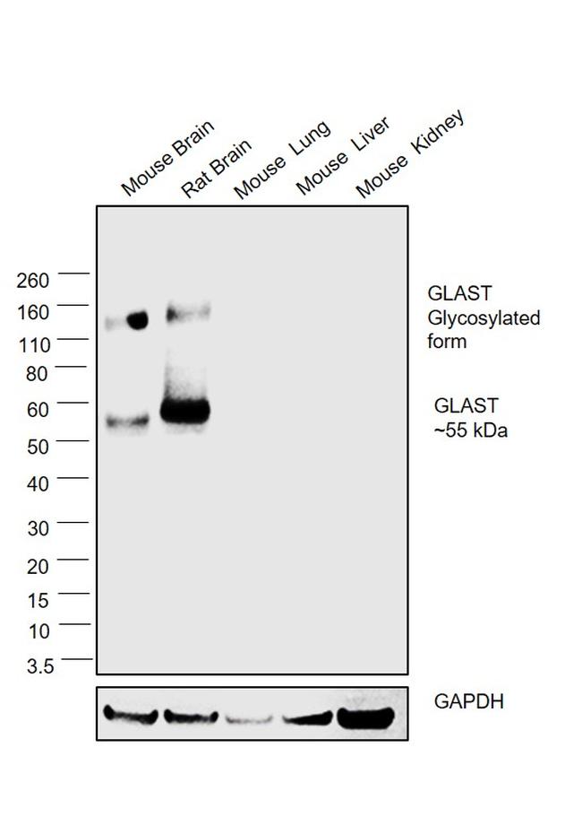 GLAST Antibody in Western Blot (WB)