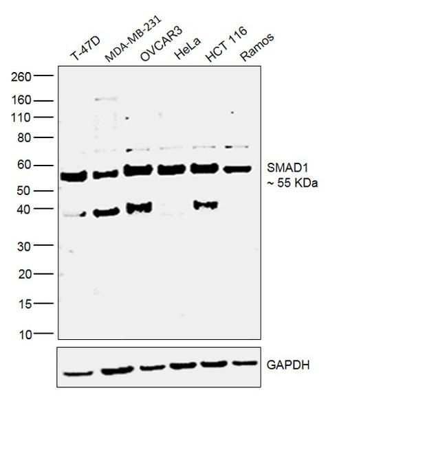 SMAD1 Antibody in Western Blot (WB)