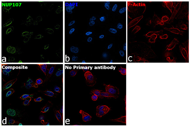 NUP107 Antibody in Immunocytochemistry (ICC/IF)