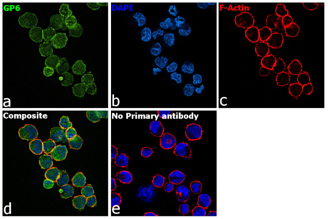 GP6 Antibody in Immunocytochemistry (ICC/IF)
