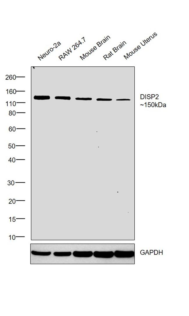 DISP2 Antibody in Western Blot (WB)
