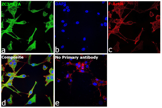 ZC3H12A Antibody in Immunocytochemistry (ICC/IF)