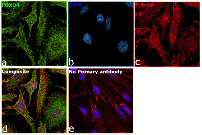 FOXO4 Antibody in Immunocytochemistry (ICC/IF)