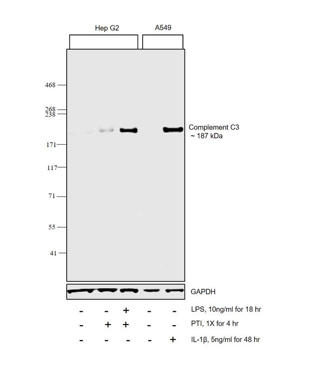 Complement C3 Polyclonal Antibody | Invitrogen (PA5-21349)