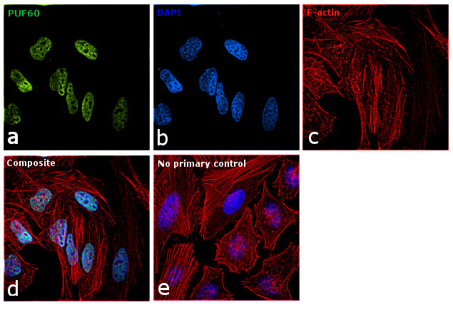 PUF60 Antibody in Immunocytochemistry (ICC/IF)