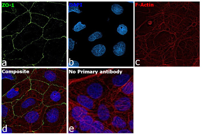 ZO-1 Antibody in Immunocytochemistry (ICC/IF)