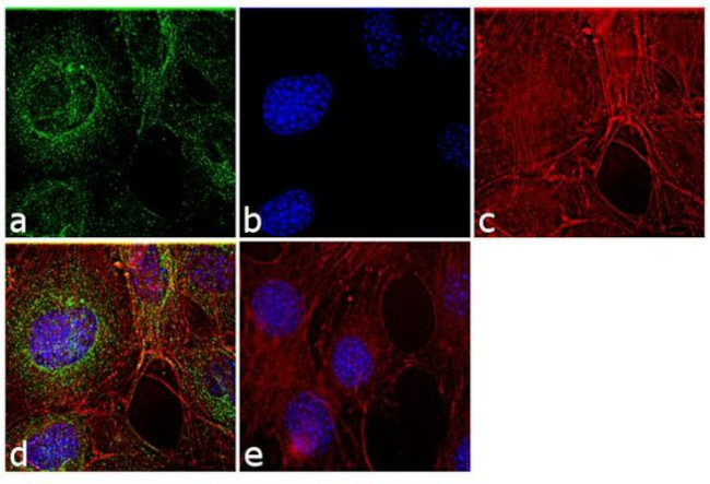 alpha Tubulin Antibody in Immunocytochemistry (ICC/IF)