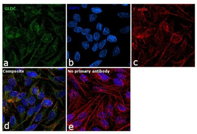 GLDC Antibody in Immunocytochemistry (ICC/IF)