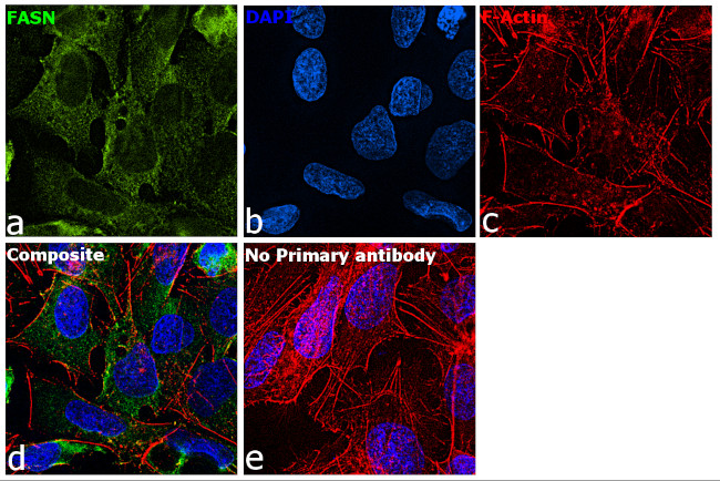 FASN Antibody in Immunocytochemistry (ICC/IF)