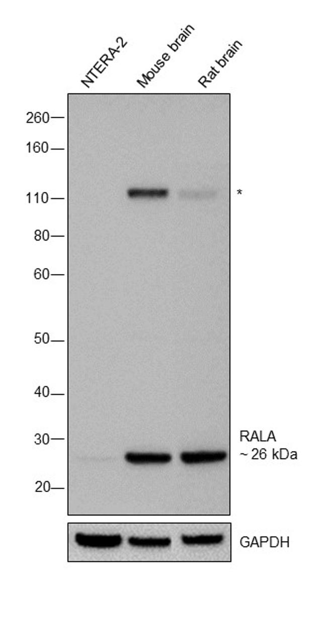 RALA Antibody in Western Blot (WB)