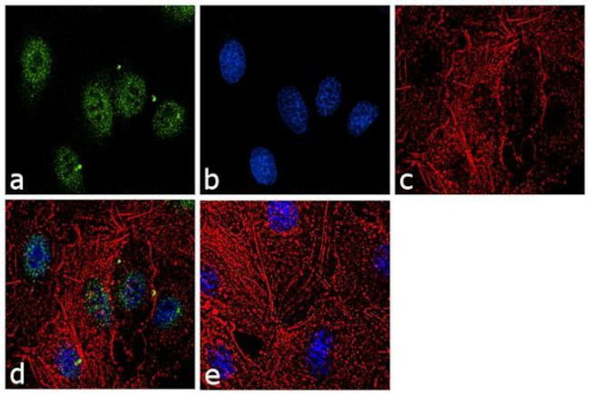 Histone H3.3 Antibody in Immunocytochemistry (ICC/IF)
