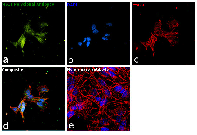 MSI1 Antibody in Immunocytochemistry (ICC/IF)