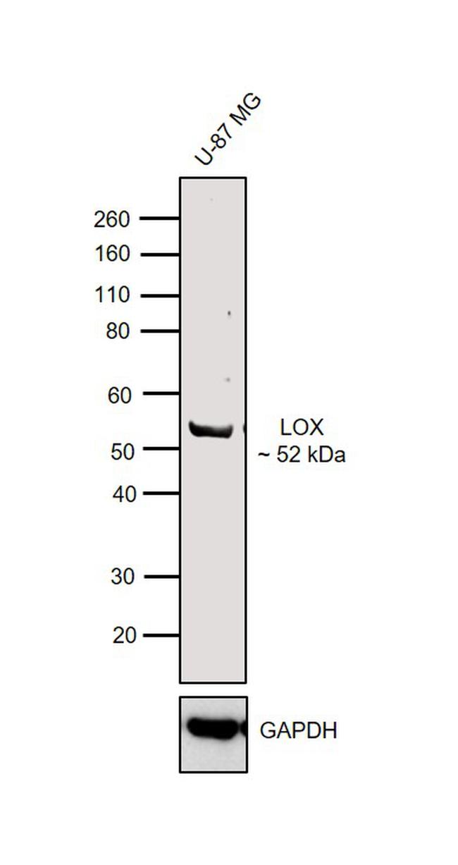LOX Antibody in Western Blot (WB)