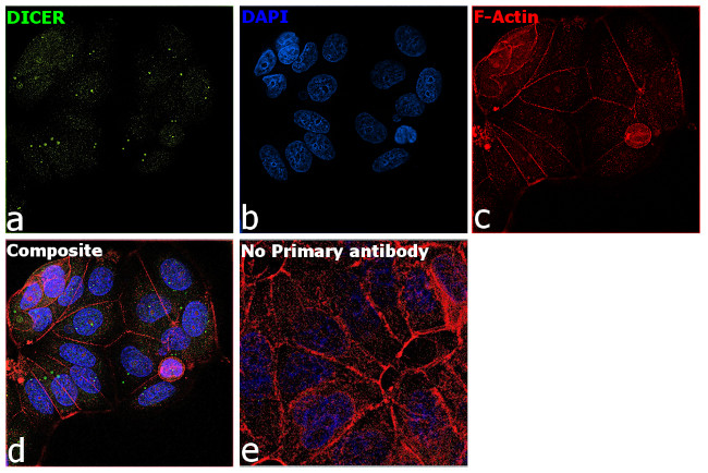 Dicer Antibody in Immunocytochemistry (ICC/IF)