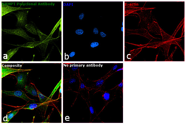 NAMPT Antibody in Immunocytochemistry (ICC/IF)