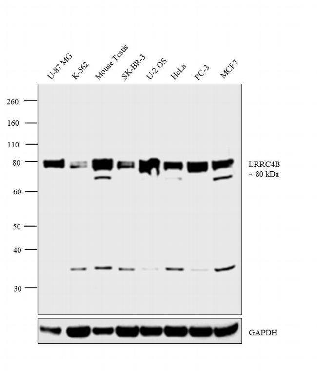 LRRC4B Antibody in Western Blot (WB)