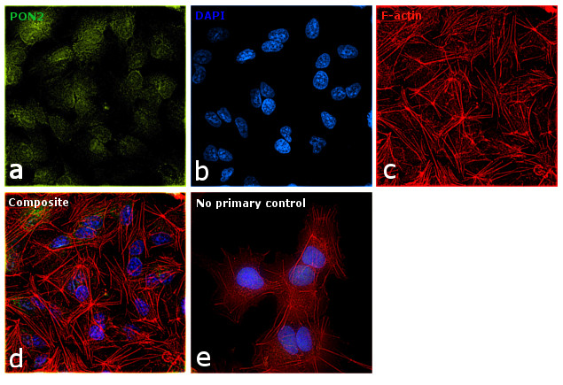 PON2 Antibody in Immunocytochemistry (ICC/IF)