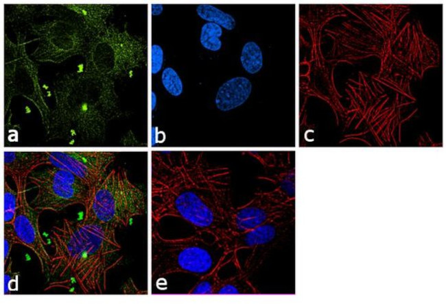 beta Tubulin 2 Antibody in Immunocytochemistry (ICC/IF)