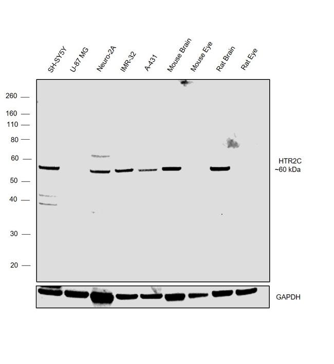 HTR2C Antibody in Western Blot (WB)