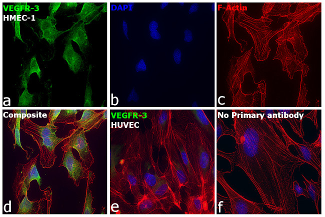 VEGF Receptor 3 Antibody in Immunocytochemistry (ICC/IF)