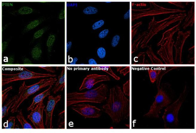 PTEN Antibody in Immunocytochemistry (ICC/IF)
