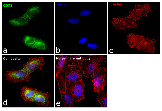 CD73 Antibody in Immunocytochemistry (ICC/IF)