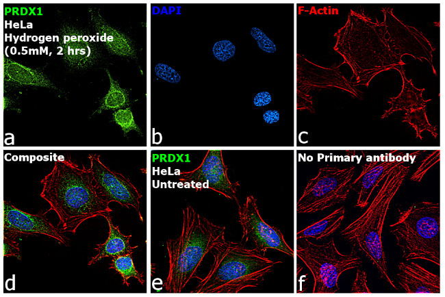 PRDX1 Antibody in Immunocytochemistry (ICC/IF)