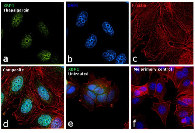XBP1 Antibody in Immunocytochemistry (ICC/IF)