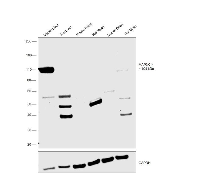 NIK Antibody in Western Blot (WB)
