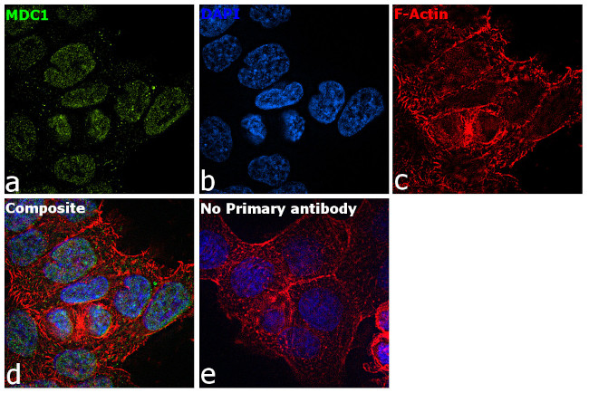 MDC1 Antibody in Immunocytochemistry (ICC/IF)