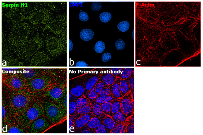SERPINH1 Antibody in Immunocytochemistry (ICC/IF)