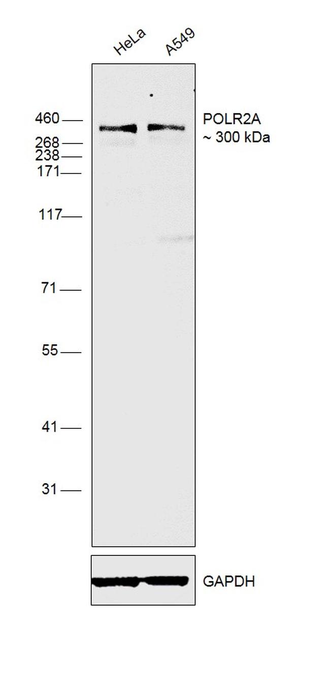 POLR2A Antibody in Western Blot (WB)
