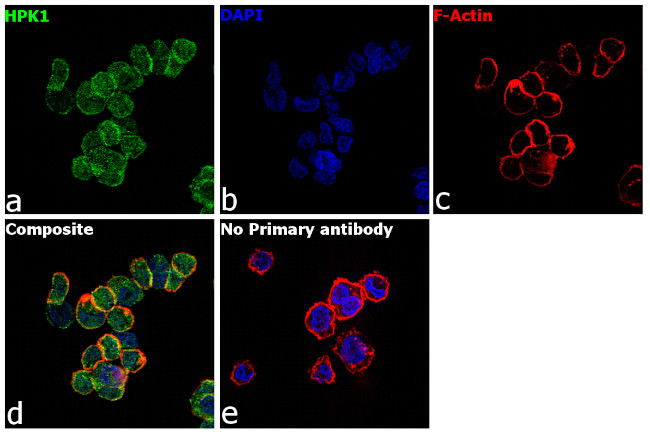 HPK1 Antibody in Immunocytochemistry (ICC/IF)