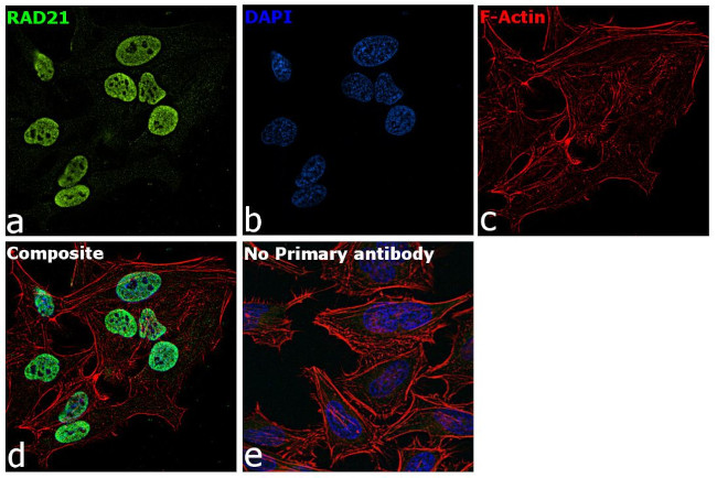RAD21 Antibody in Immunocytochemistry (ICC/IF)