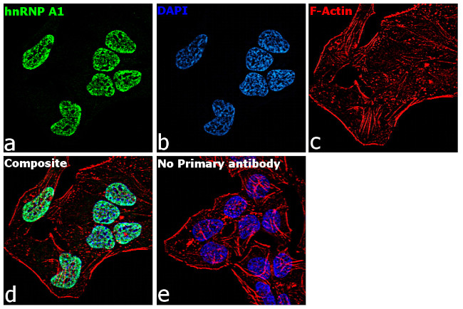 hnRNP A1 Antibody in Immunocytochemistry (ICC/IF)