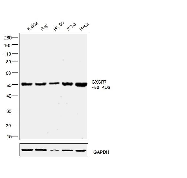 CXCR7 Antibody in Western Blot (WB)
