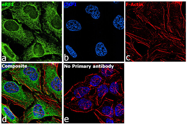 eRF1 Antibody in Immunocytochemistry (ICC/IF)