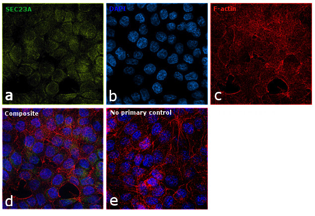SEC23A Antibody in Immunocytochemistry (ICC/IF)