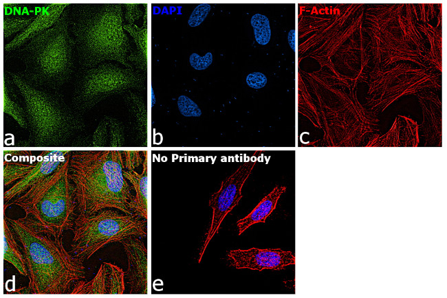 DNA-PK Antibody in Immunocytochemistry (ICC/IF)