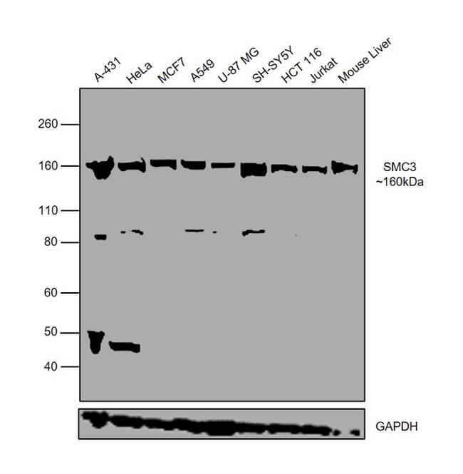 SMC3 Antibody in Western Blot (WB)