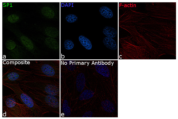 SP1 Antibody in Immunocytochemistry (ICC/IF)