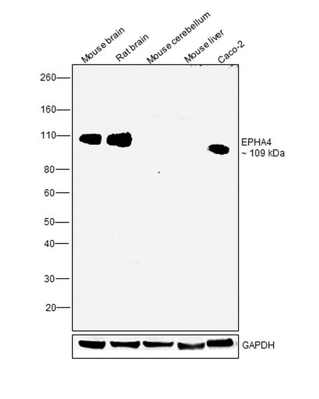 EphA4 Antibody in Western Blot (WB)
