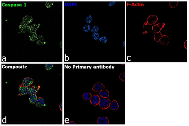 Caspase 1 Antibody in Immunocytochemistry (ICC/IF)