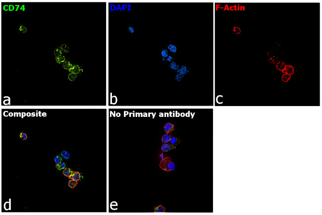 CD74 Antibody in Immunocytochemistry (ICC/IF)