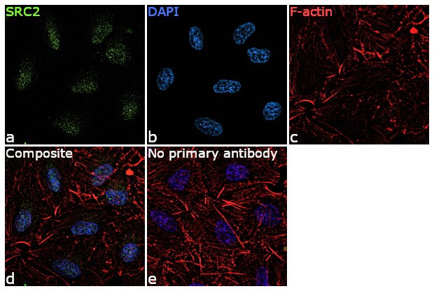 SRC2 Antibody in Immunocytochemistry (ICC/IF)