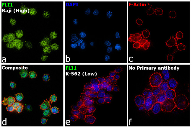 FLI1 Antibody in Immunocytochemistry (ICC/IF)