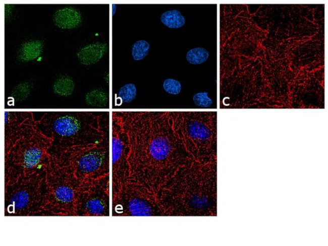 Histone H3.3 Antibody in Immunocytochemistry (ICC/IF)