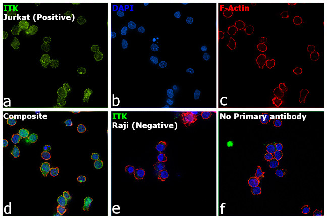 ITK Antibody in Immunocytochemistry (ICC/IF)